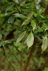 Ilex ficoidea, photograph author not stated, no rights reserved
