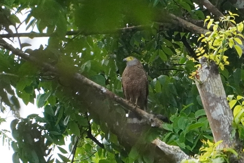 Philippine Serpent Eagle (Spilornis holospilus), photo 9