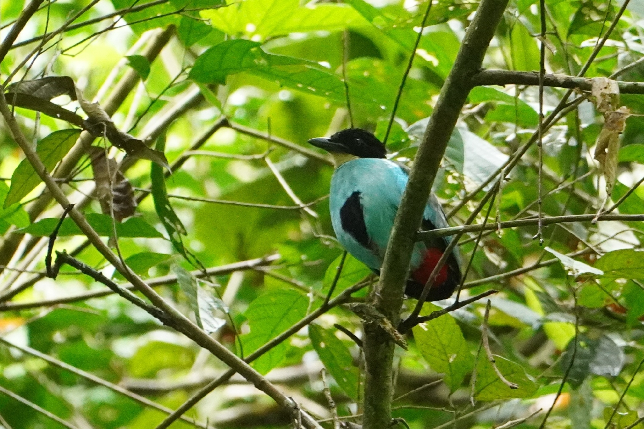 Azure-breasted Pitta (Pitta steerii), photo 3