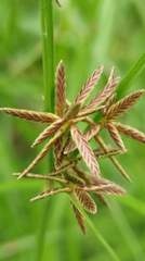 Cyperus flavidus