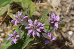Phlomis herba-venti herba-venti