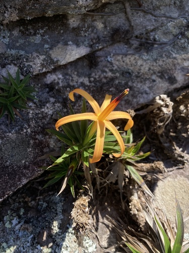 Barbacenia gentianoides