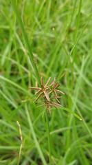 Cyperus flavidus