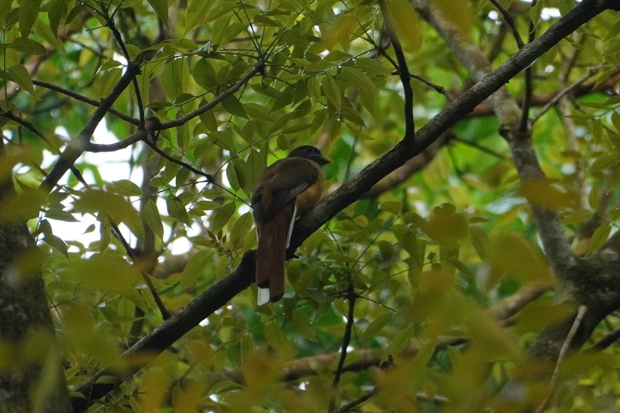 Philippine Trogon (Harpactes ardens), photo 2