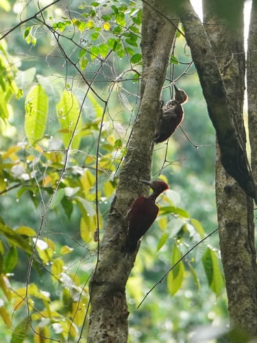 Buff-spotted Flameback (Chrysocolaptes lucidus)