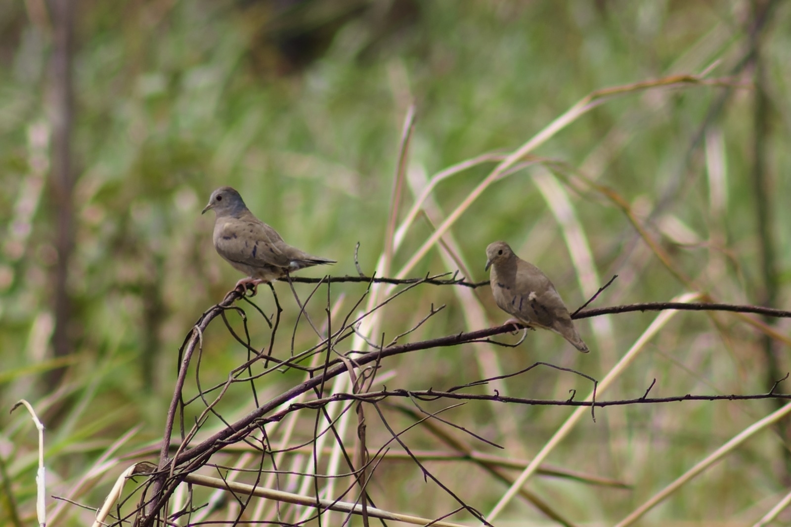 Plain-breasted Ground Dove (Columbina minuta), photo 9