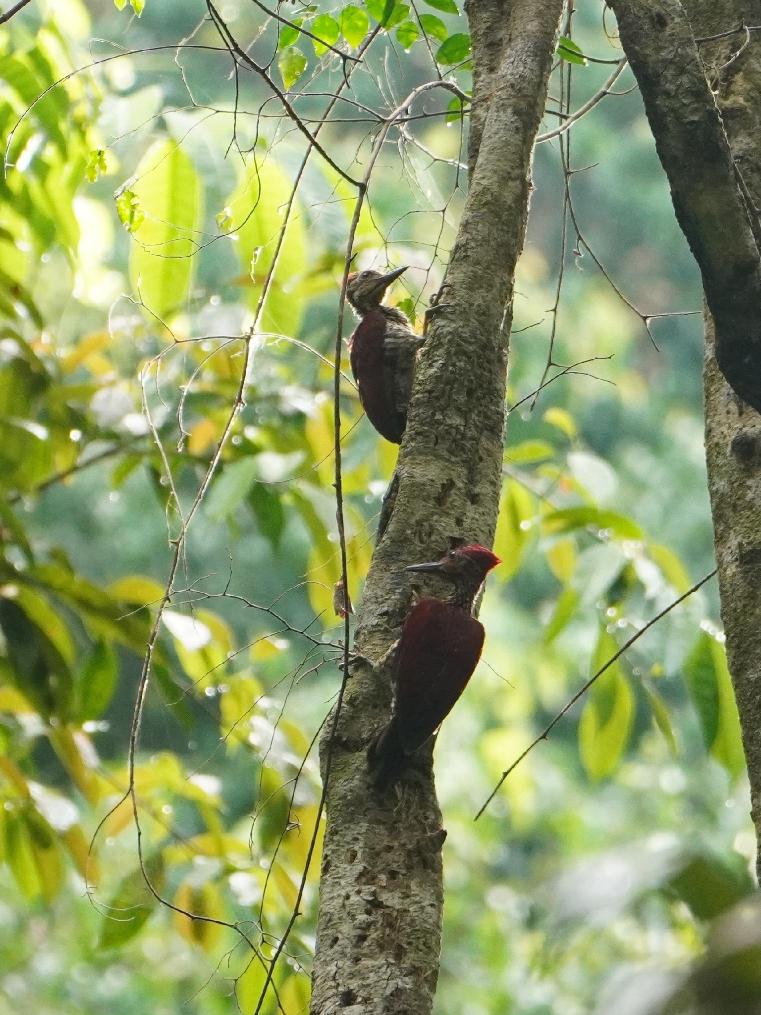 Buff-spotted Flameback (Chrysocolaptes lucidus), photo 2
