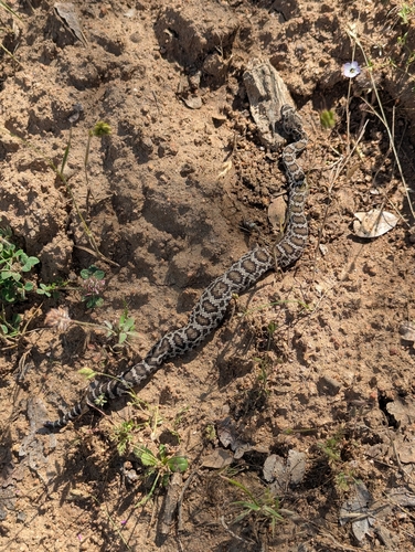 iNaturalist observation photo of Northern Pacific Rattlesnake