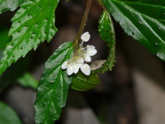Begonia fuscisetosa