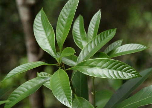 Lithocarpus harlandii