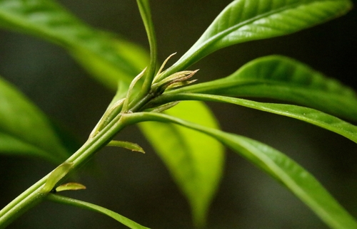 Lithocarpus harlandii, photograph 1