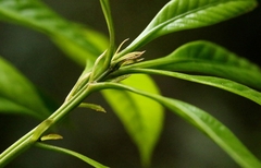 Lithocarpus harlandii, photograph author not stated, no rights reserved