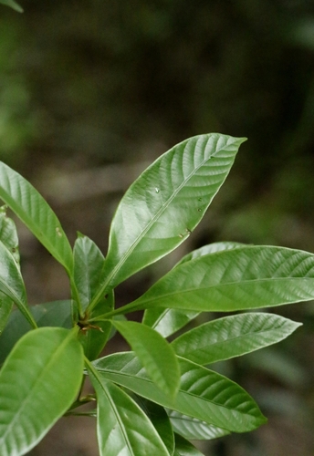 Lithocarpus harlandii, photograph 2