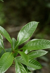 Lithocarpus harlandii, photograph author not stated, no rights reserved