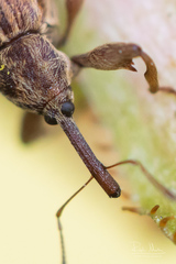 Anthonomus rectirostris