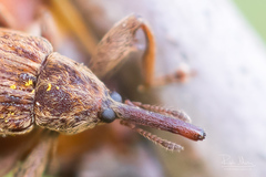 Anthonomus rectirostris