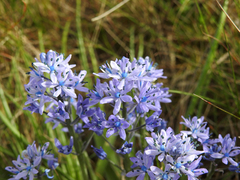 Hyacinthoides mauritanica