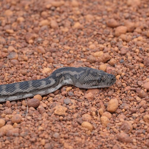 Southwestern Carpet Python