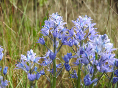 Hyacinthoides mauritanica