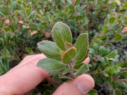 Arctostaphylos pacifica, 2026-05-01
