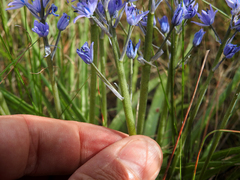 Hyacinthoides mauritanica