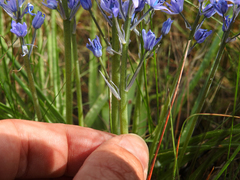 Hyacinthoides mauritanica