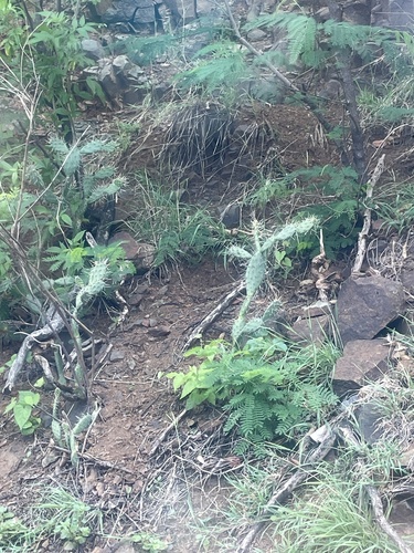 Opuntia triacanthos, photograph 5