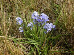 Hyacinthoides mauritanica