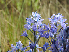 Hyacinthoides mauritanica