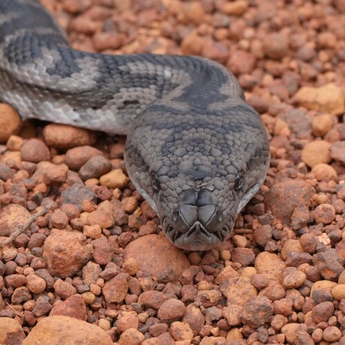 Southwestern Carpet Python