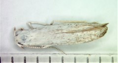 Coleophora multipulvella