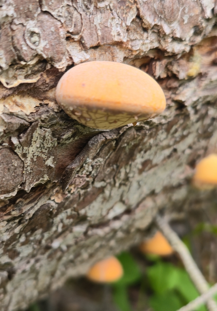 Cryptoporus volvatus · May 2026 · photo: © leannestacy (iNaturalist, cc0)