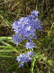 Hyacinthoides mauritanica