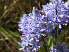 Hyacinthoides mauritanica