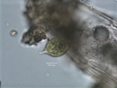 Phacus monilatus suecicus