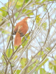 Certhiaxis mustelinus