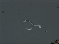 Pseudanabaena
