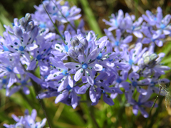 Hyacinthoides mauritanica