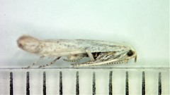 Coleophora multipulvella