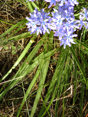 Hyacinthoides mauritanica