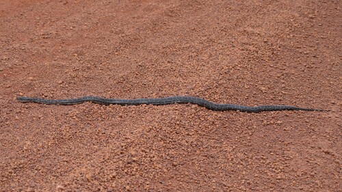 Southwestern Carpet Python