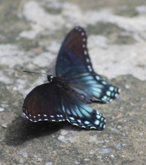 Limenitis arthemis arizonensis