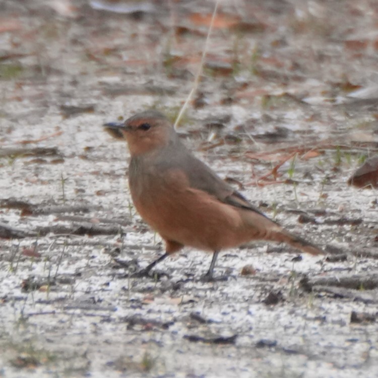 Rufous Treecreeper (Climacteris rufus), photo 3