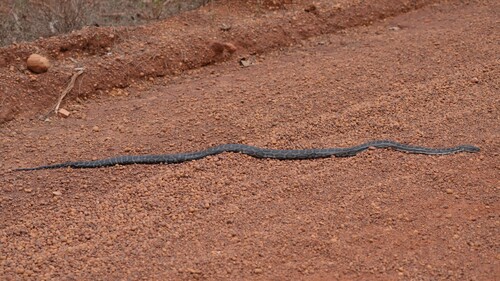 Southwestern Carpet Python