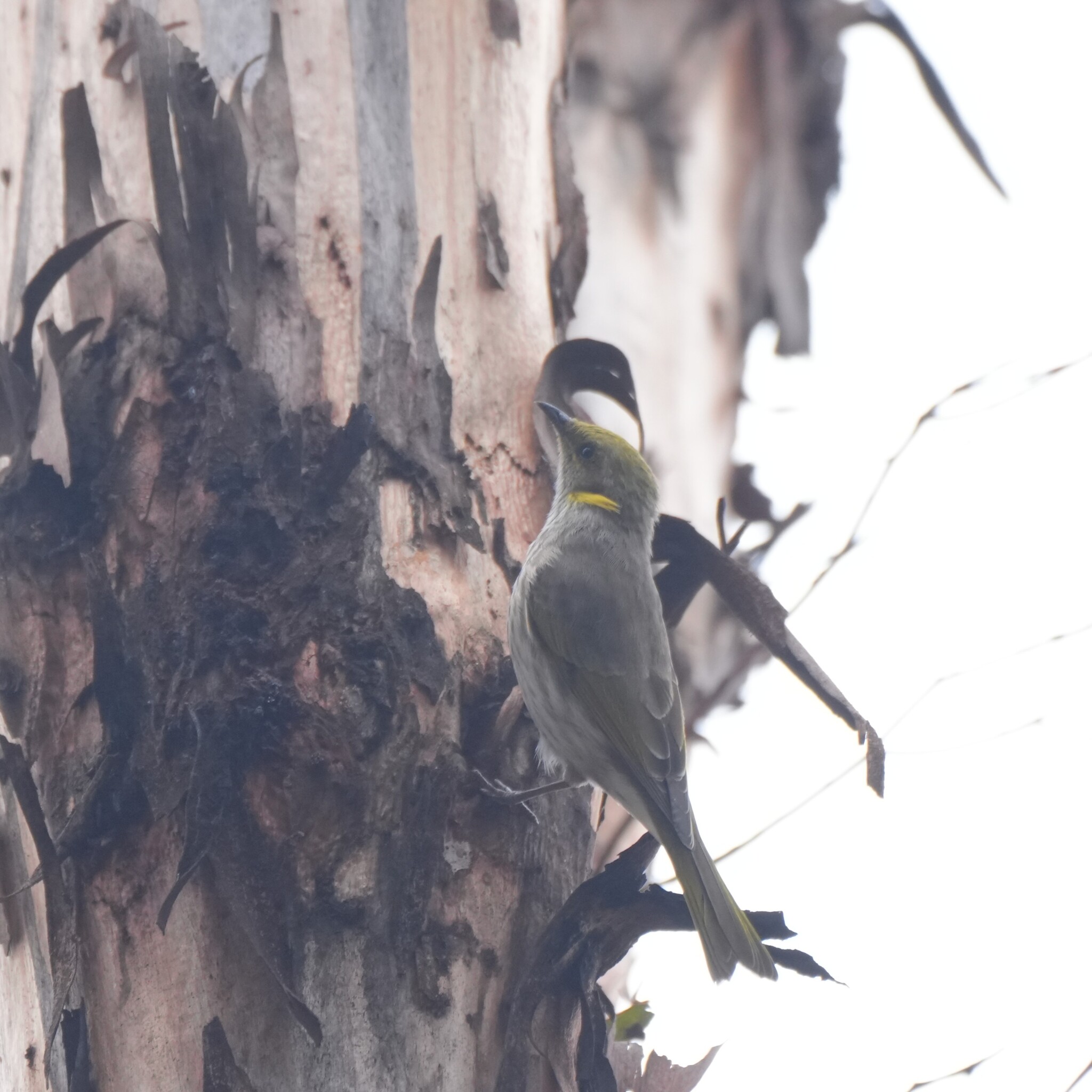 Yellow-plumed Honeyeater (Ptilotula ornata), photo 4