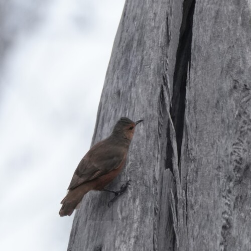 Rufous Treecreeper (Climacteris rufus)