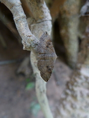 Lepidoptera