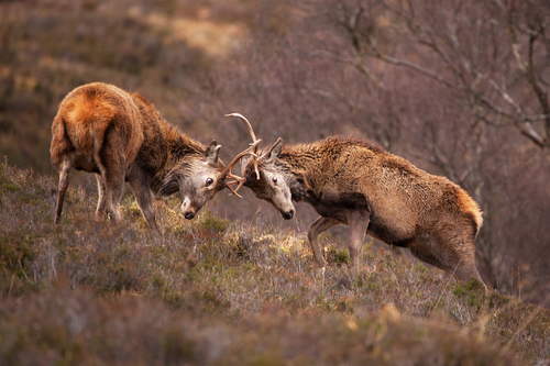 Deer