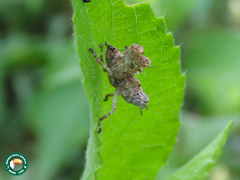 Mastarammea