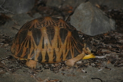 Astrochelys radiata